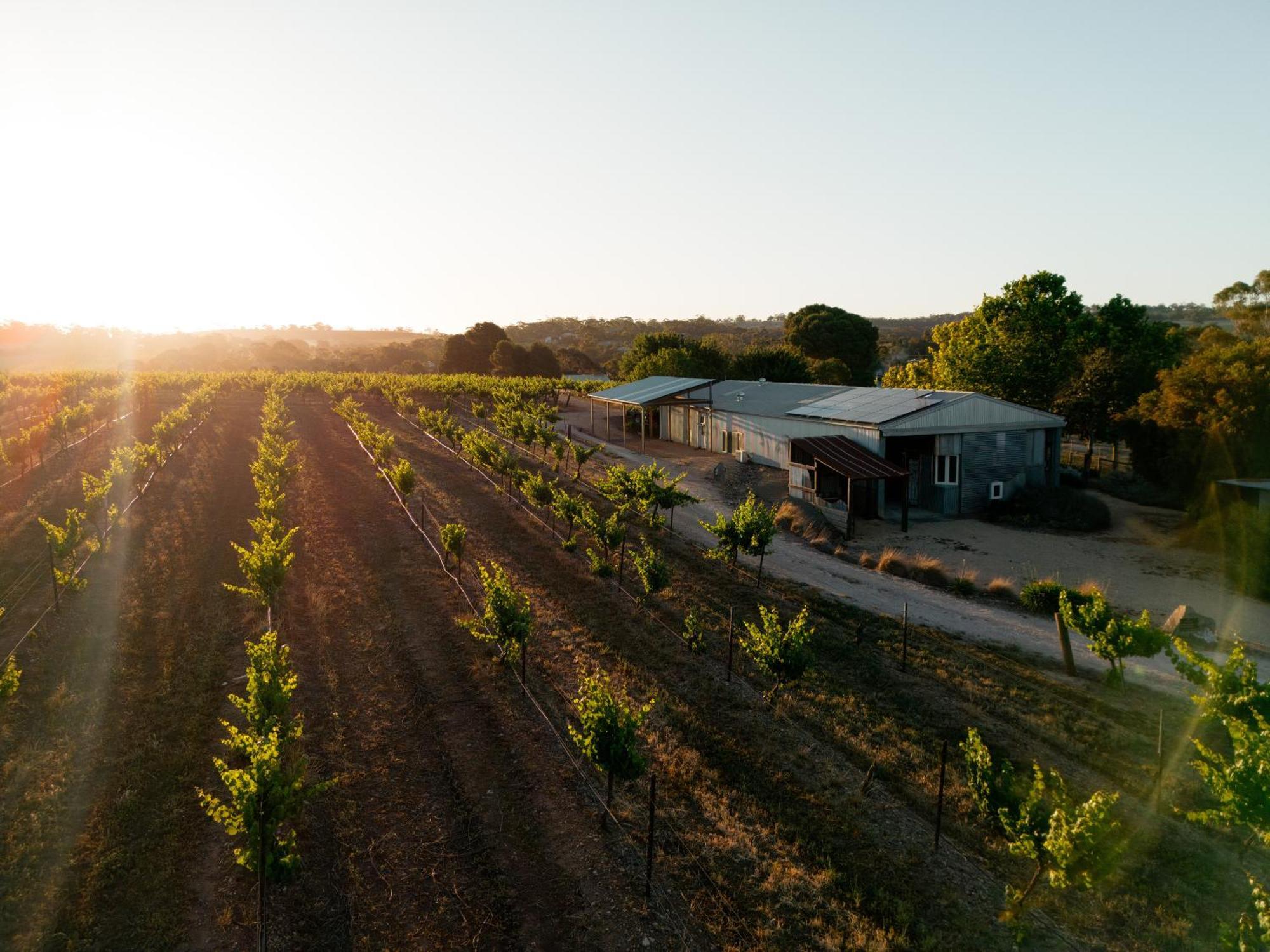 Bed In A Shed Vineyard Stay Watervale Dış mekan fotoğraf